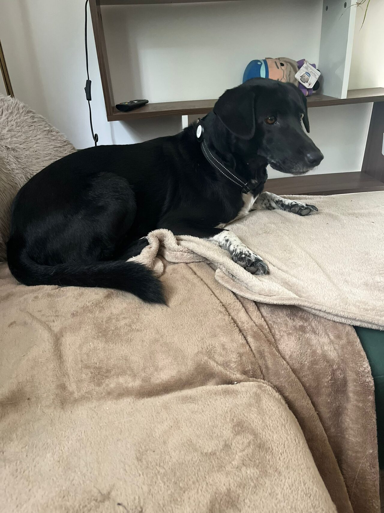 Un chien noir détendu sur une couverture, dans la pension familiale de La Meute d'Ayka